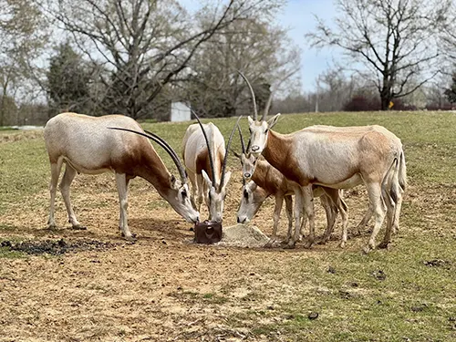 Sleepy Hollow Safari, LLC, Trenton, TN