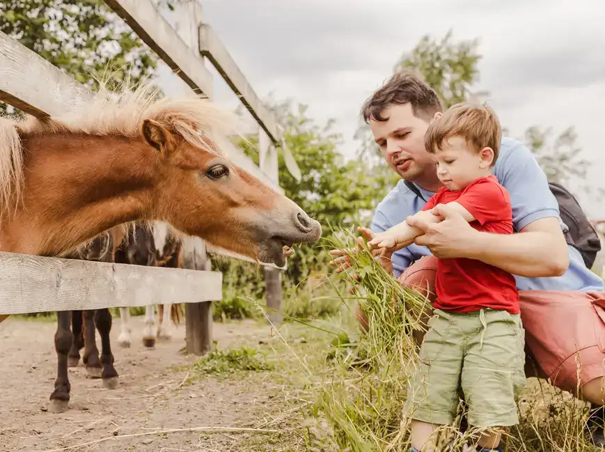Petting Zoo