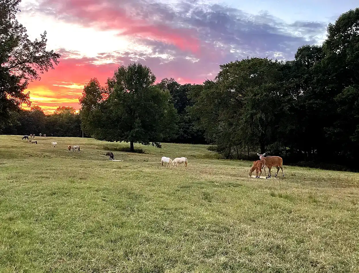 Sleepy Hollow Safari, LLC