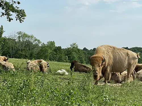 Petting Zoo, Trenton, TN