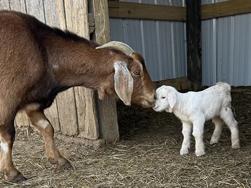 Petting Zoo, Trenton, TN
