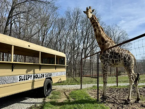 Safari Tours, Trenton, TN