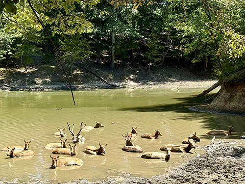 Safari Tours, Trenton, TN